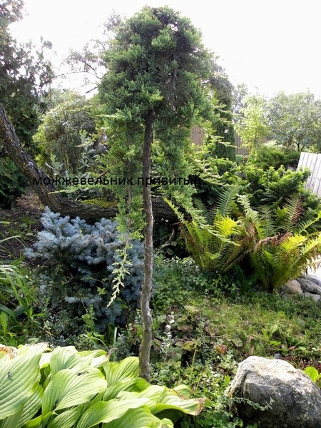 хвойные и декоративно лиственные растения - <ro>Изображение</ro><ru>Изображение</ru> #3, <ru>Объявление</ru> #1649685