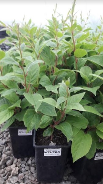 Продам саженцы плодовые деревья грецкий орех фундук. Кустарники - <ro>Изображение</ro><ru>Изображение</ru> #4, <ru>Объявление</ru> #1663911