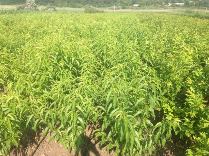 Продаю саженцы плодовые, грецкий орех, фундук, деревья, кустарники - <ro>Изображение</ro><ru>Изображение</ru> #3, <ru>Объявление</ru> #1664777