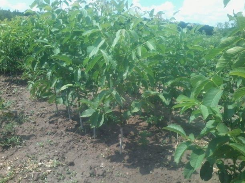 Продаю саженцы плодовые, грецкий орех, фундук, деревья, кустарники - <ro>Изображение</ro><ru>Изображение</ru> #4, <ru>Объявление</ru> #1664777