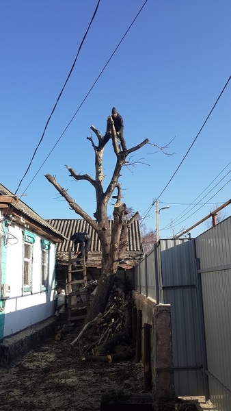 Валка, спил, обрезка деревьев. Дрова. - <ro>Изображение</ro><ru>Изображение</ru> #1, <ru>Объявление</ru> #1670673