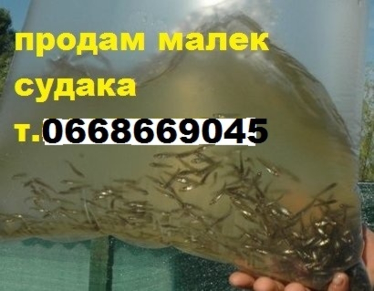 Продам малек (зарыбок) судака т.0668669045 - <ro>Изображение</ro><ru>Изображение</ru> #2, <ru>Объявление</ru> #1724019